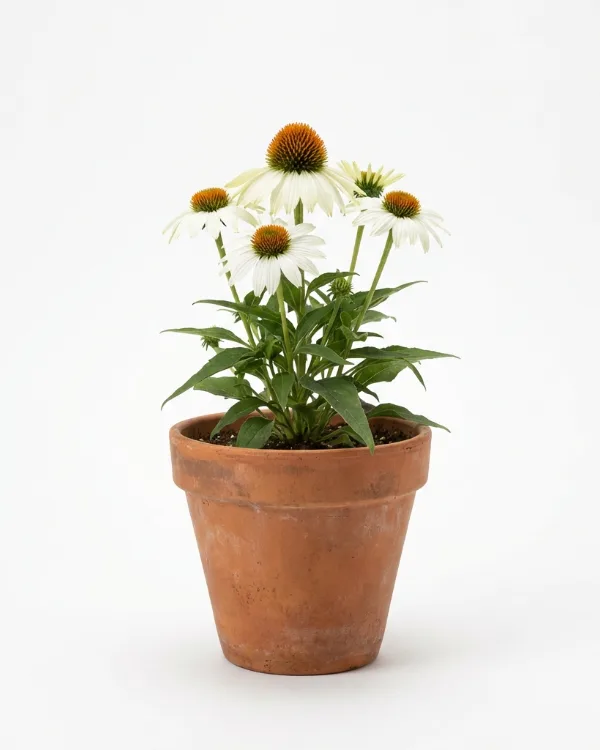 Solhatt — Echinacea purpurea 'Alba'