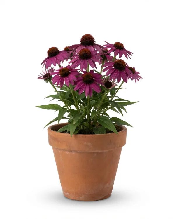 Solhatt (liten kruka) — Echinacea purpurea 'Magnus' (liten kruka)
