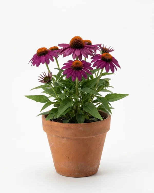 Solhatt — Echinacea purpurea 'Rubinstern'
