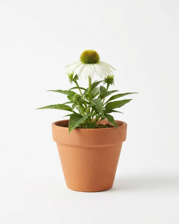 Solhatt — Echinacea purpurea 'Virgin'