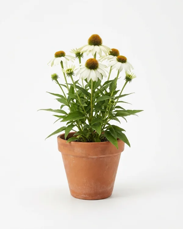 Solhatt — Echinacea purpurea 'White Swan'