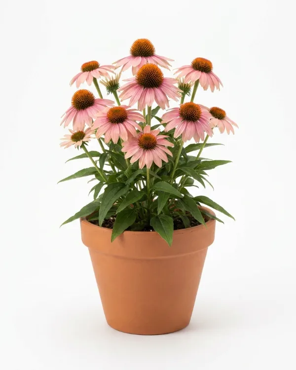 Solhatt — Echinacea SUNSEEKERS BLUSH Ny 2026