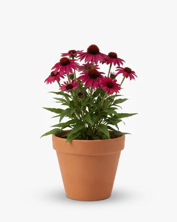 Solhatt — Echinacea SUNSEEKERS CARMINE Ny 2026