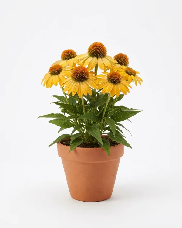 Solhatt — Echinacea SUNSEEKERS GOLDEN SUN Ny 2026