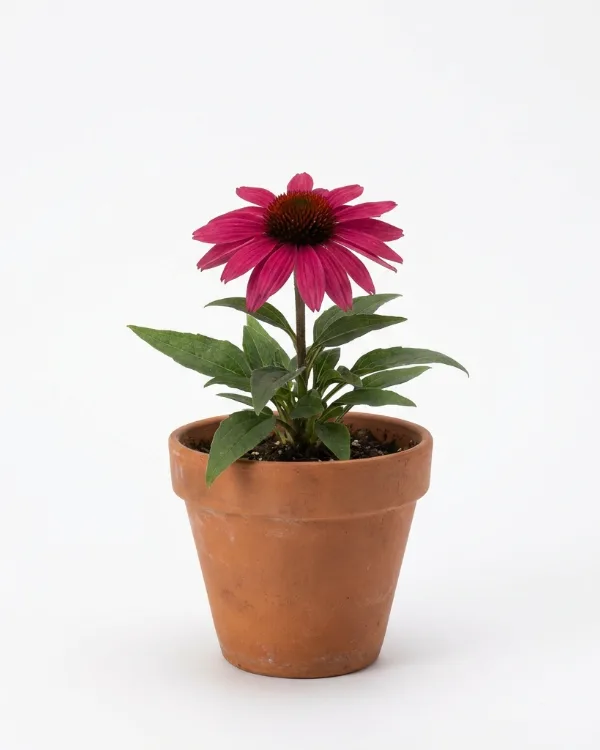 Solhatt — Echinacea SUNSEEKERS MAGENTA Ny 2026