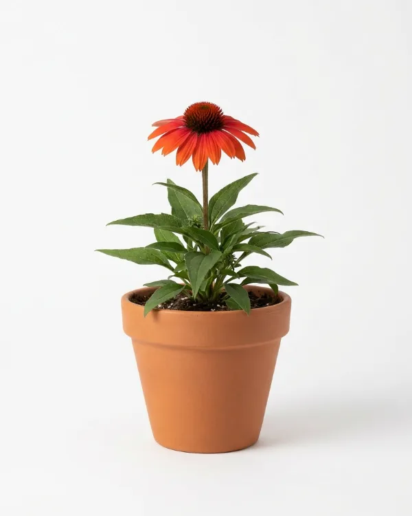 Solhatt — Echinacea SUNSEEKERS MINEOLA Ny 2026