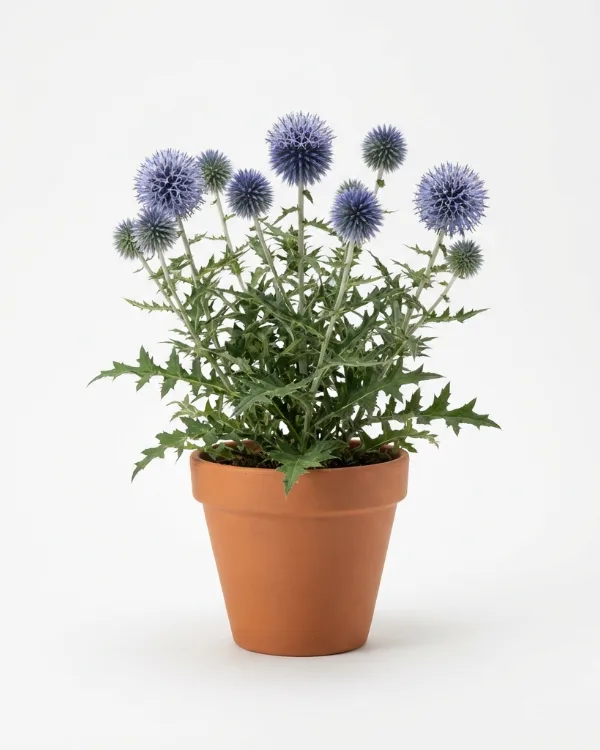 Blå bolltistel — Echinops bannaticus