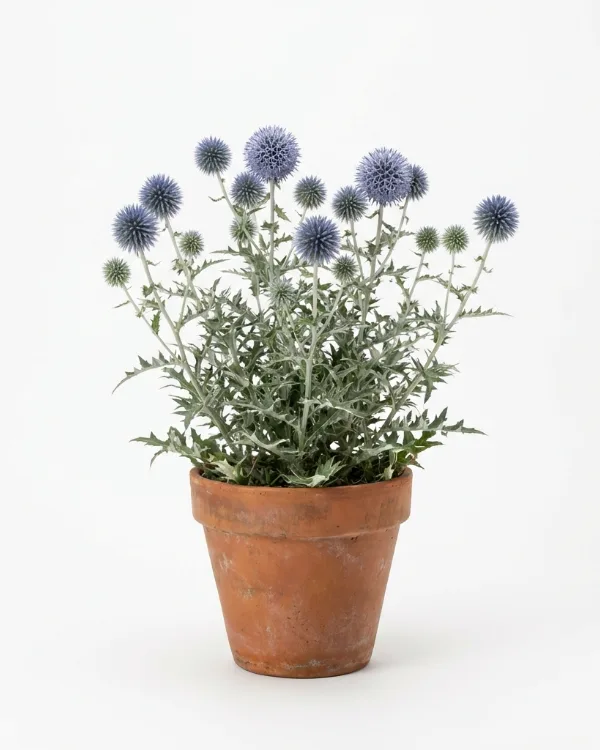 Blå bolltistel — Echinops bannaticus 'Veitch's Blue'