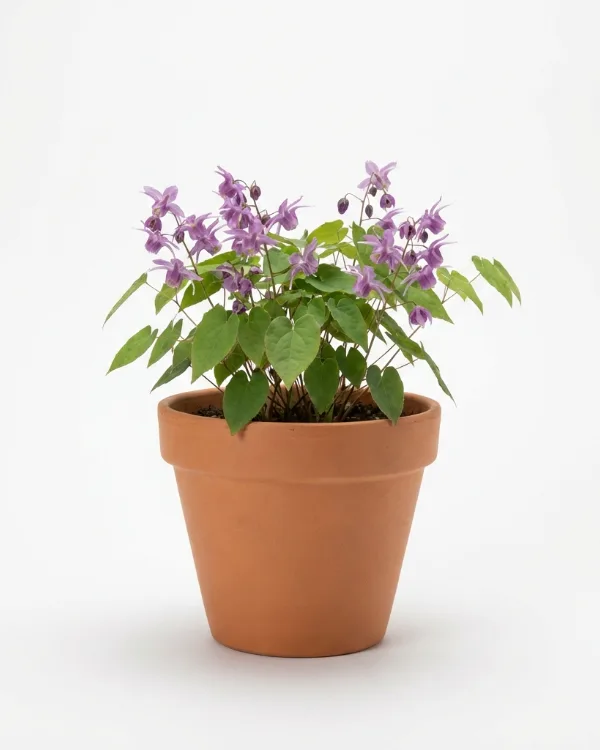 Japansk sockblomma — Epimedium grandiflorum 'Lilafee'