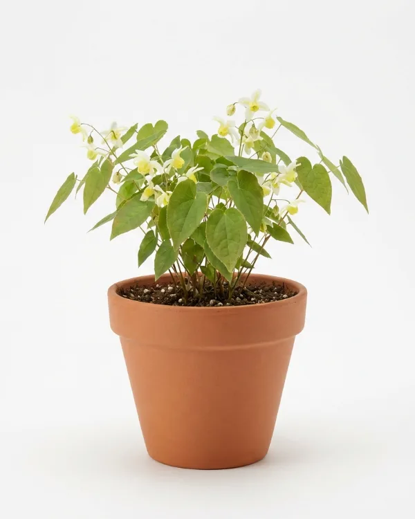 Japansk sockblomma — Epimedium grandiflorum