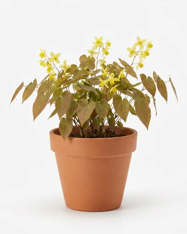 Taggig sockblomma — Epimedium perralchicum 'Frohnleiten'