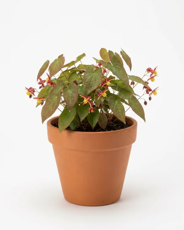Röd sockblomma — Epimedium rubrum