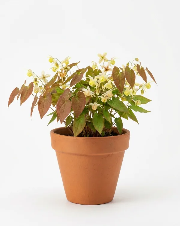 Blekgul sockblomma — Epimedium versicolor 'Sulphureum'