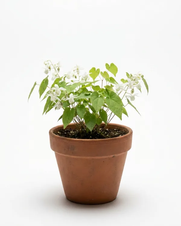 Vit sockblomma — Epimedium youngianum 'Niveum'