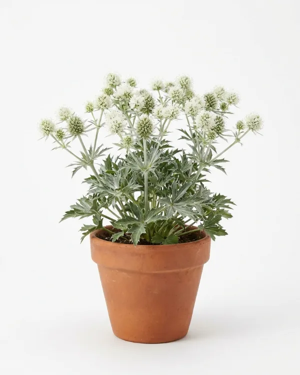 Rysk marton — Eryngium planum MAGICAL WHITE LAGOON
