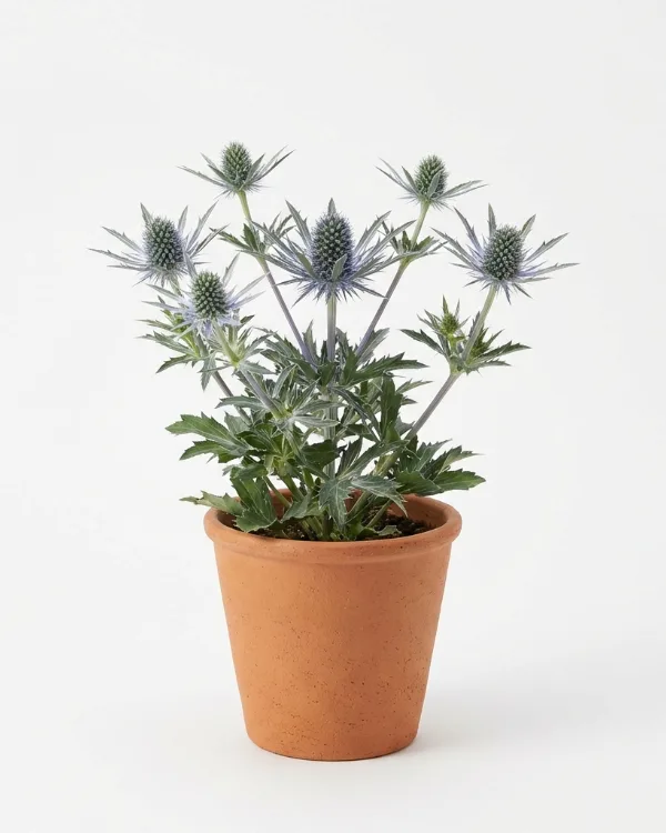 Rysk marton — Eryngium planum