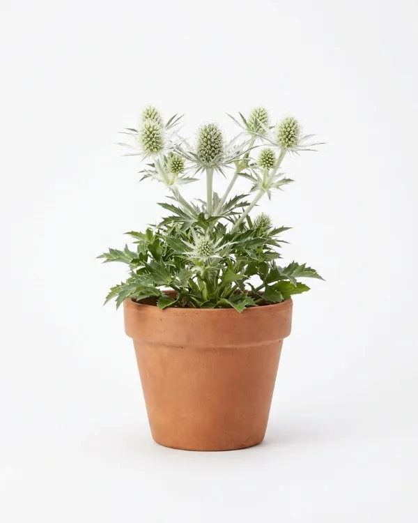 Rysk marton — Eryngium planum 'White Glitter'