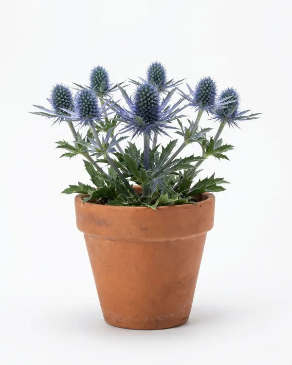 Praktmartorn — Eryngium zabelii BIG BLUE