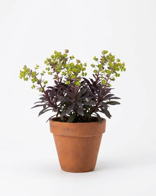 Mandeltörel — Euphorbia amygdaloides 'Purpurea'