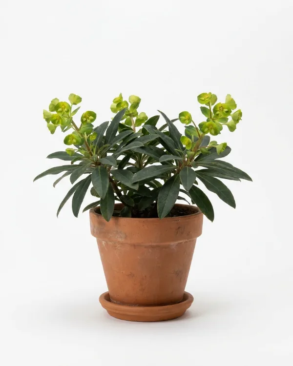 Mandeltörel — Euphorbia amygdaloides robbiae