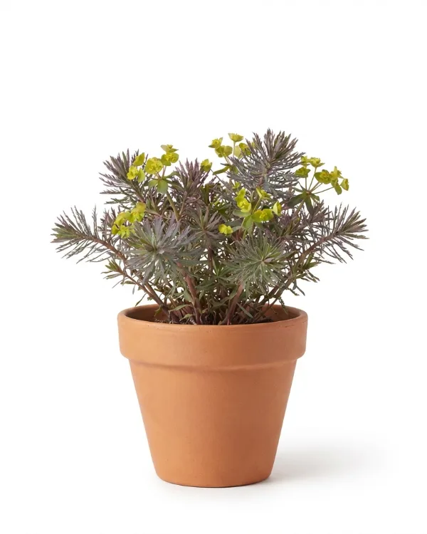 Vårtörel — Euphorbia cyparissias 'Fens Ruby'