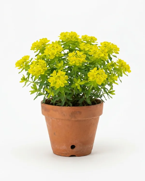 Gulltörel — Euphorbia epithymoides