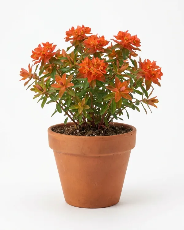Eldtörel — Euphorbia griffithii 'Fireglow'