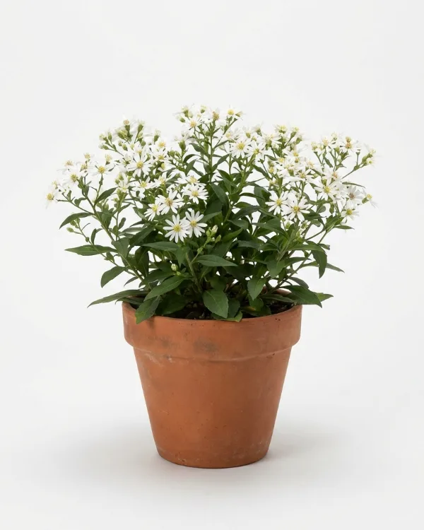 Vit skogsaster — Eurybia divaricata