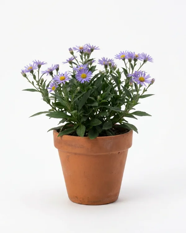 Storbladig aster — Eurybia herveyi 'Twilight'