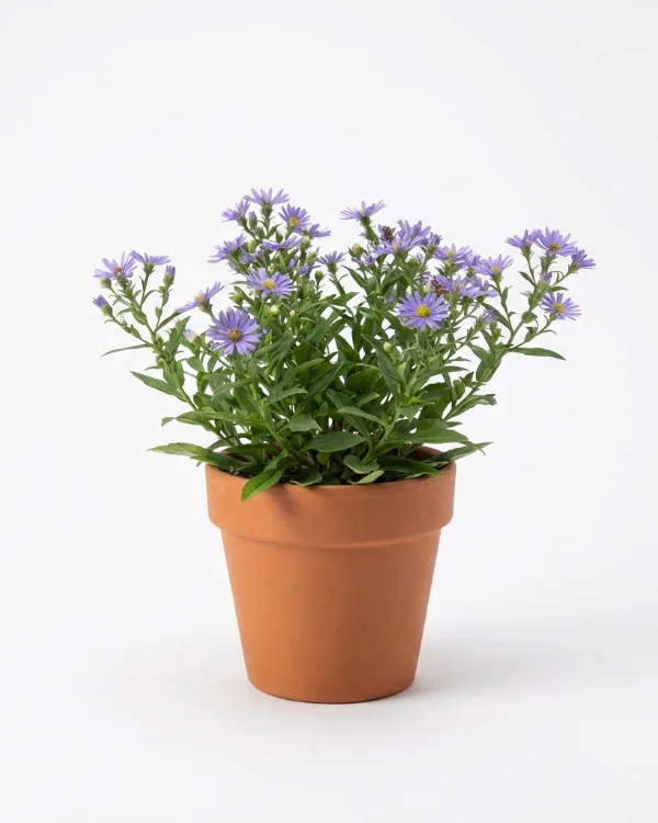 Raspaster — Eurybia radula 'August Sky'