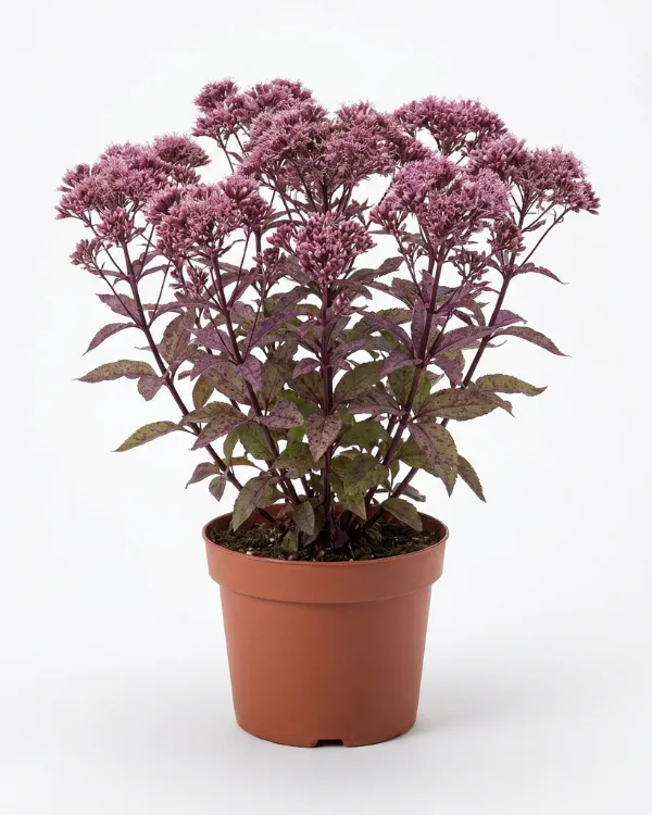 Fläckflockel — Eutrochium maculatum 'Atropurpureum'