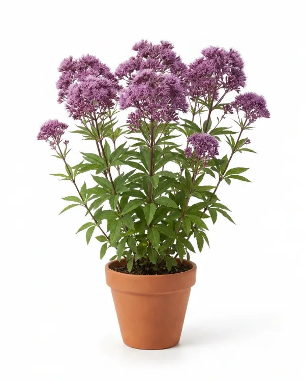 Fläckflockel — Eutrochium maculatum 'Purple Bush'