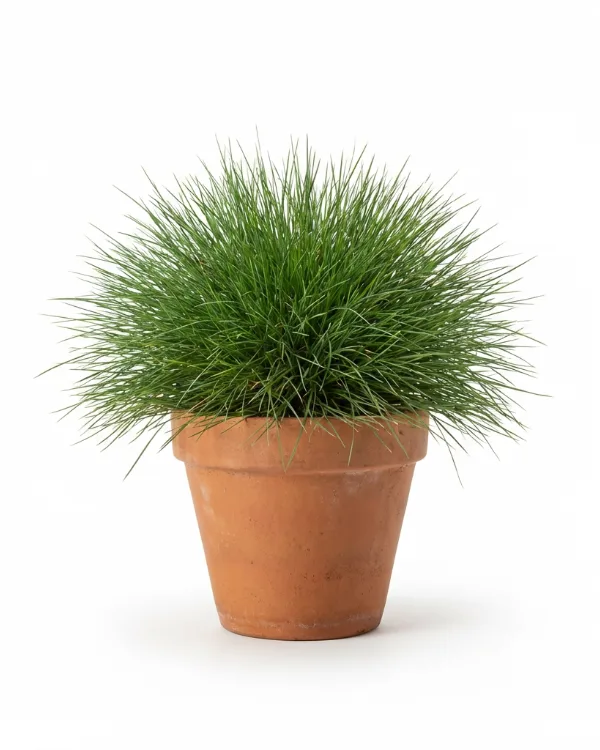Björnsvingel — Festuca gautieri