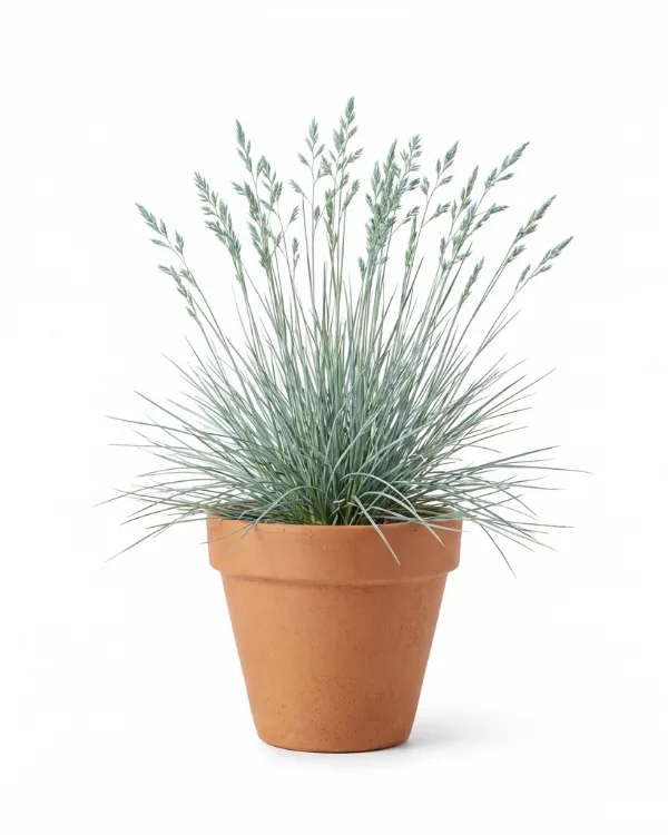 Blåsvingel — Festuca glauca 'Elijah Blue'