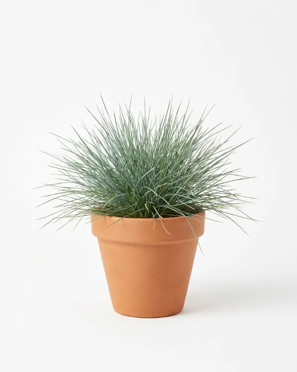 Atlassvingel — Festuca mairei