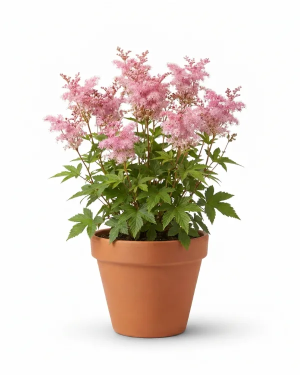 Amerikanskt älggräs — Filipendula rubra 'Venusta’