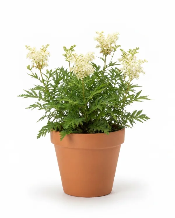 Brudbröd — Filipendula vulgaris