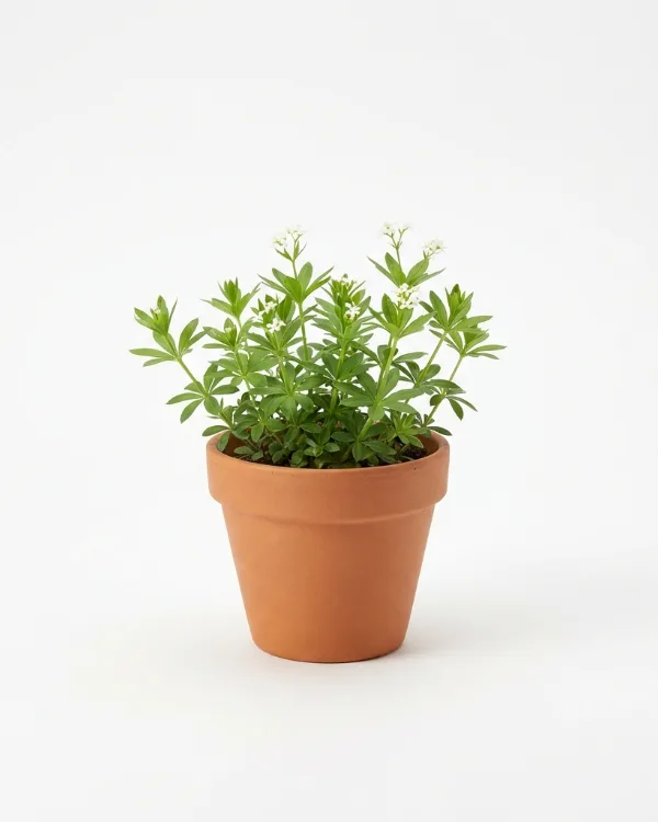 Myskmadra — Galium odoratum