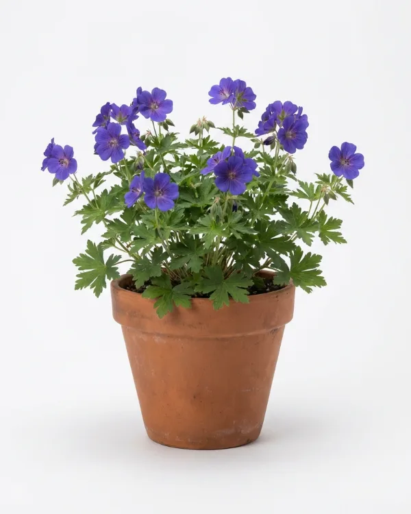 Trädgårdsnäva — Geranium 'Brookside'