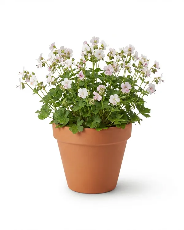 Liten flocknäva — Geranium cantabrigiense 'Biokovo'