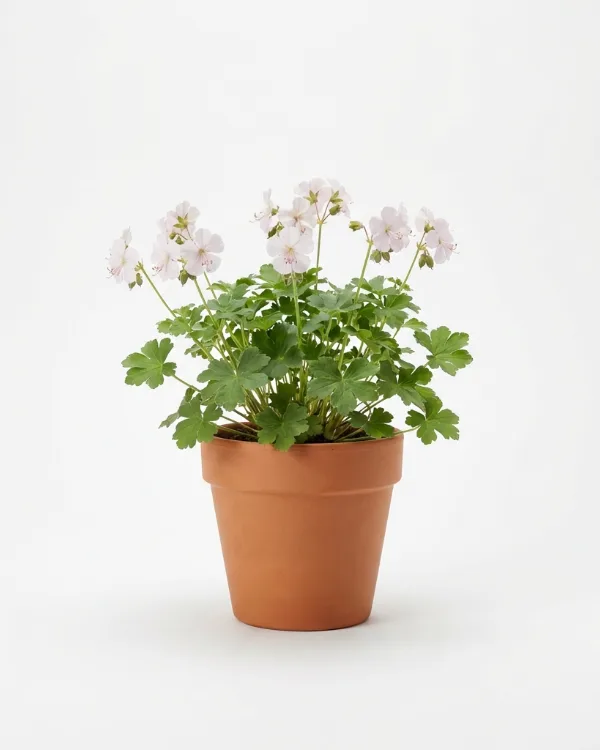 Liten flocknäva — Geranium cantabrigiense 'St Ola'