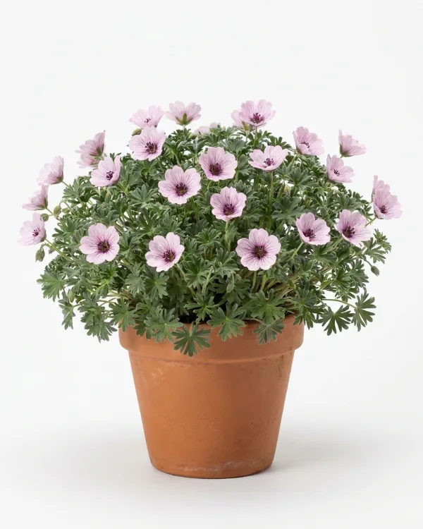 Jordnäva, Silkesnäva — Geranium cinereum 'Ballerina'