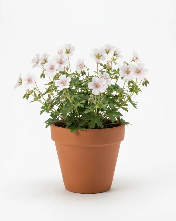 Kashmirnäva — Geranium clarkei 'Kashmir White'
