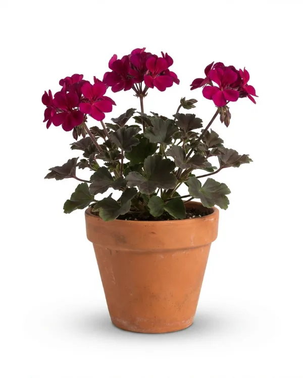 Trädgårdsnäva — Geranium DRAGON HEART