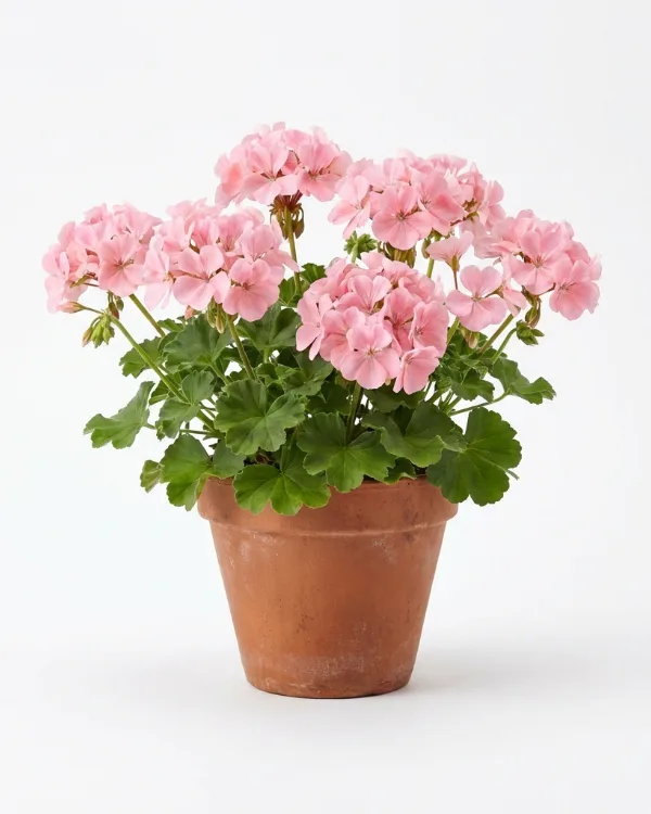 Trädgårdsnäva — Geranium DREAMLAND