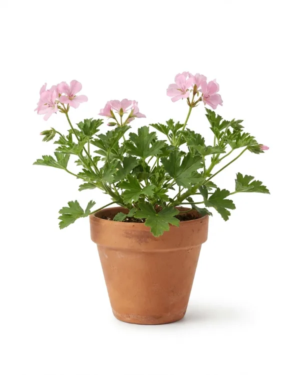Spansknäva — Geranium endressii