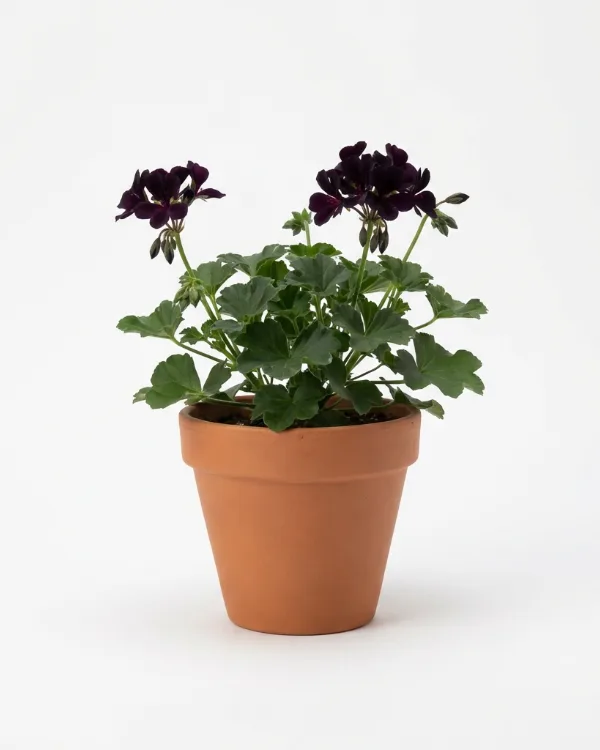 Trädgårdsnäva — Geranium 'Femme Fatale'