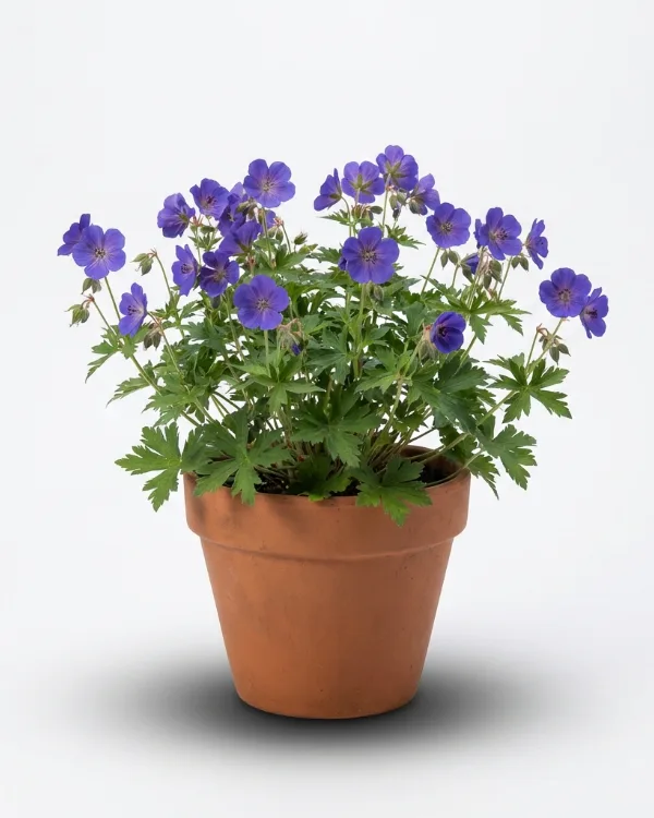 Praktnäva — Geranium himalayense 'Sörmjöle' G.K.
