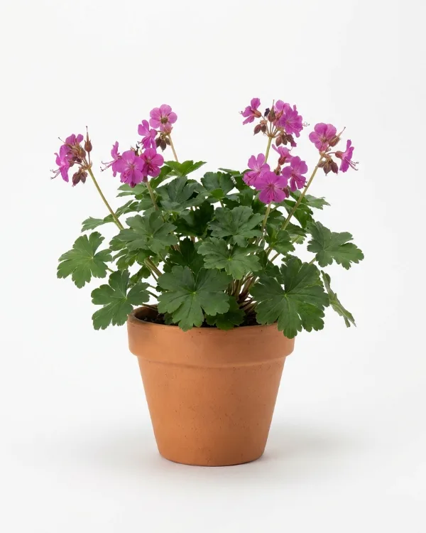 Flocknäva — Geranium macrorrhizum 'Bevan's Variety'