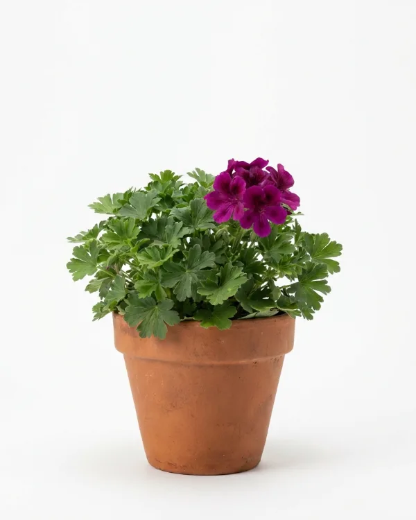 Flocknäva — Geranium macrorrhizum 'Czakor'